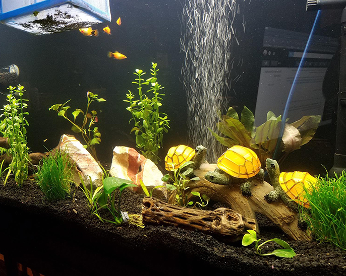 Solar Resin Turtle LED Lawn Light