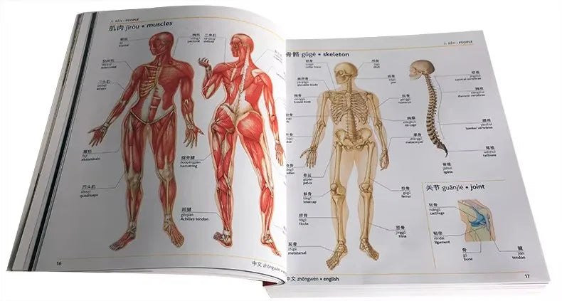 The Mandarin Chinese English Bilingual Visual Dictionary Bilingual Contrastive Graphical Dictionary Book