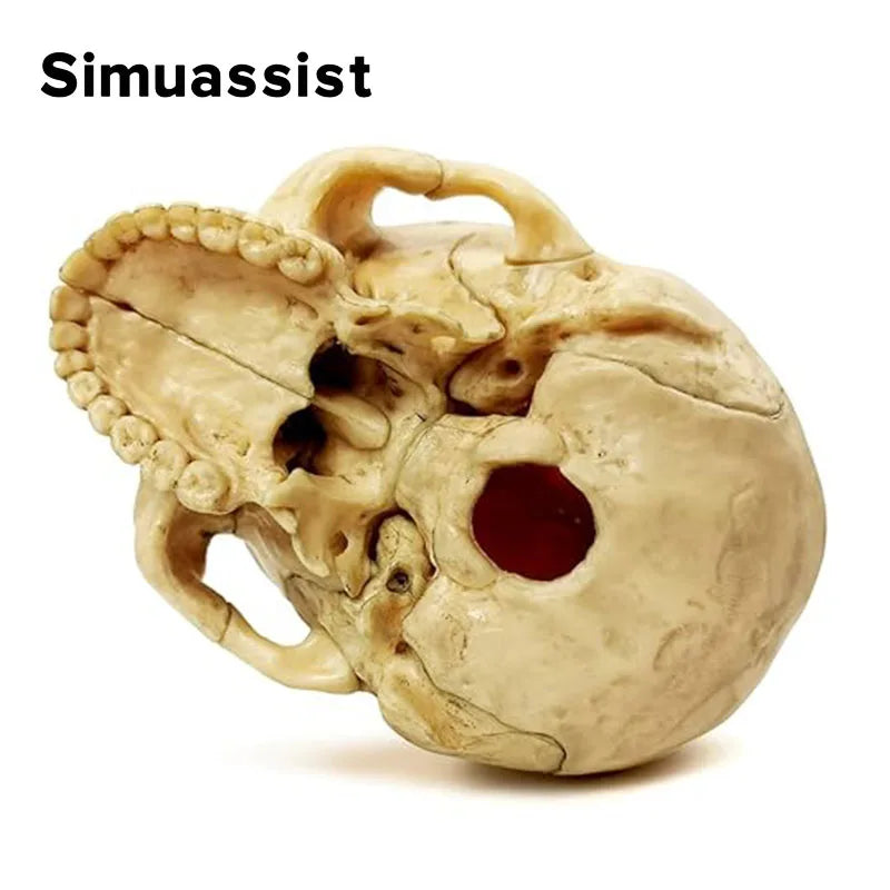 15PCS/SET Anatomy Exploded Skull Model 4D Disassembled Classic Skull Model Detachable Medical Teaching Tool