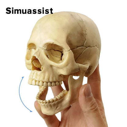 15PCS/SET Anatomy Exploded Skull Model 4D Disassembled Classic Skull Model Detachable Medical Teaching Tool