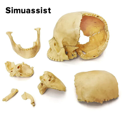 15PCS/SET Anatomy Exploded Skull Model 4D Disassembled Classic Skull Model Detachable Medical Teaching Tool