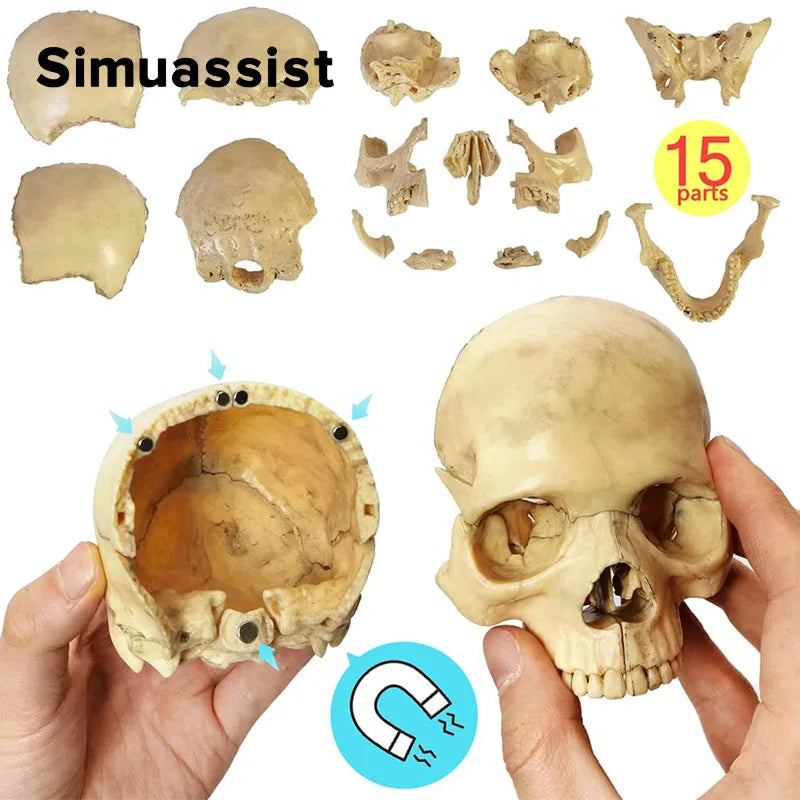 15PCS/SET Anatomy Exploded Skull Model 4D Disassembled Classic Skull Model Detachable Medical Teaching Tool