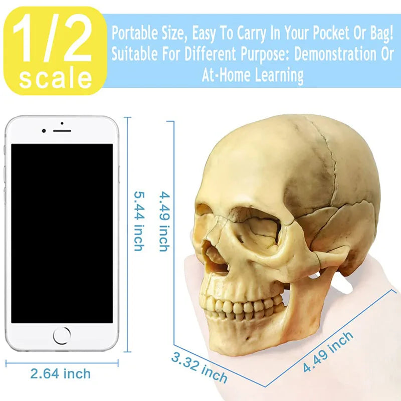 15PCS/SET Anatomy Exploded Skull Model 4D Disassembled Classic Skull Model Detachable Medical Teaching Tool