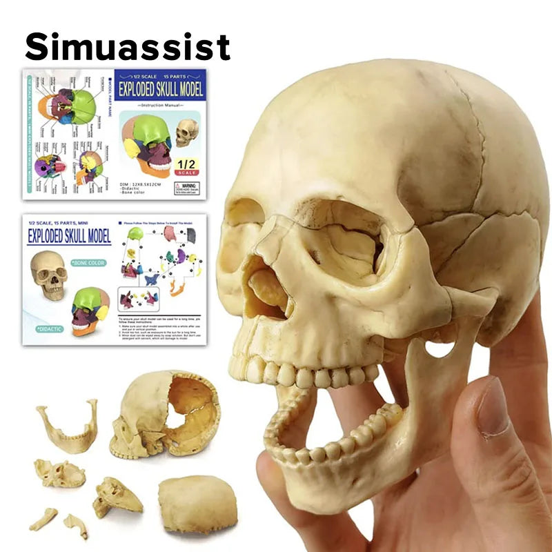 15PCS/SET Anatomy Exploded Skull Model 4D Disassembled Classic Skull Model Detachable Medical Teaching Tool