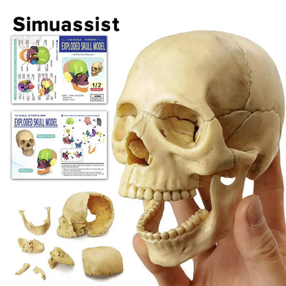 15PCS/SET Anatomy Exploded Skull Model 4D Disassembled Classic Skull Model Detachable Medical Teaching Tool